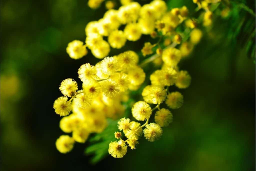 11 Beautiful Traditional Italian Flowers You Should Try Growing - MIMOSA
