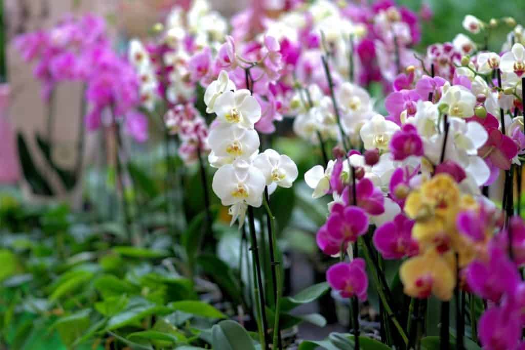 11 Beautiful Traditional Italian Flowers You Should Try Growing - ORCHID