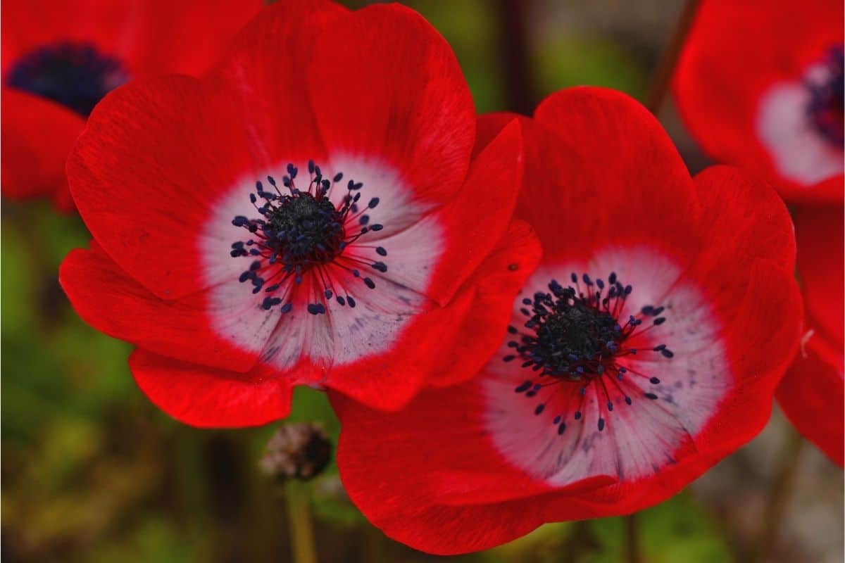 9 Native Greek Flowers and the Myths Behind Them - ANEMONE