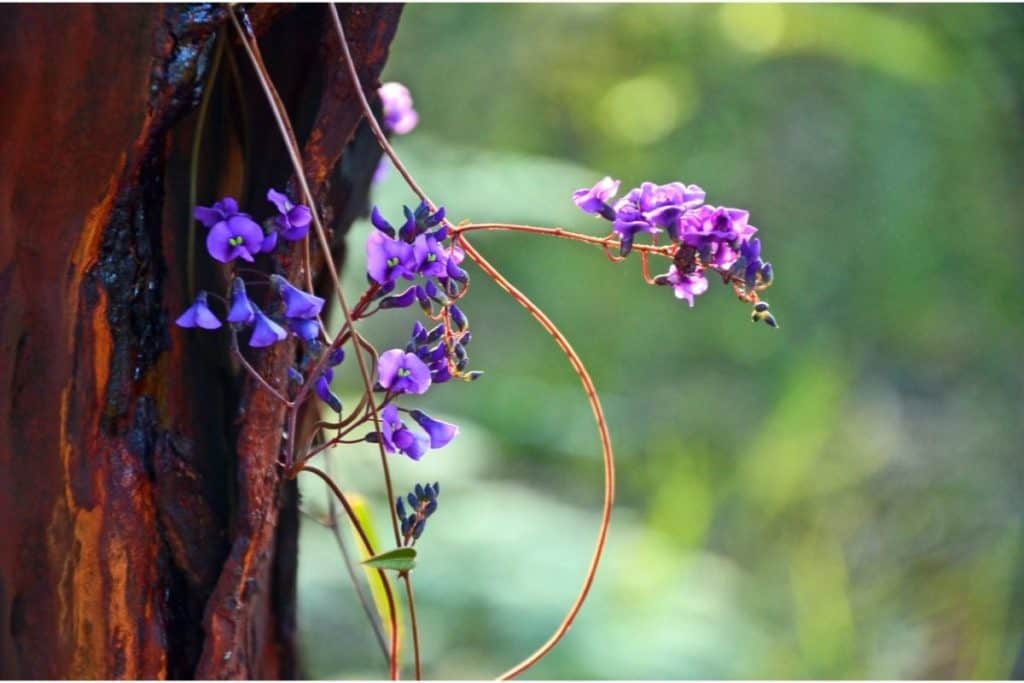 Evergreen Vine Climbers - The Top 13 (Purple Vine Lilac)