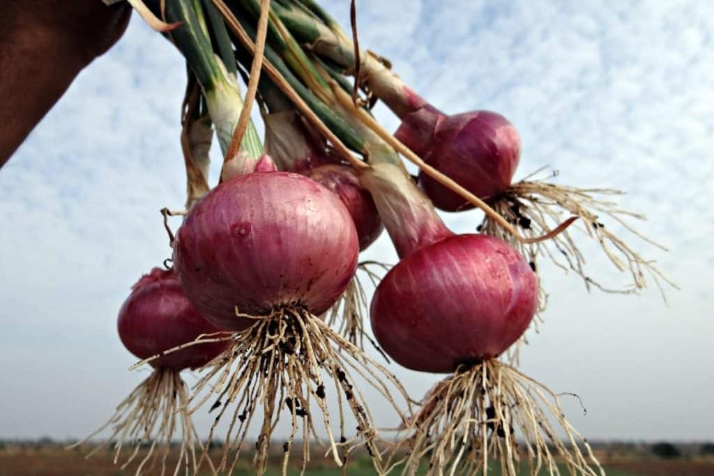 Onions Are They Stems or Roots (1)