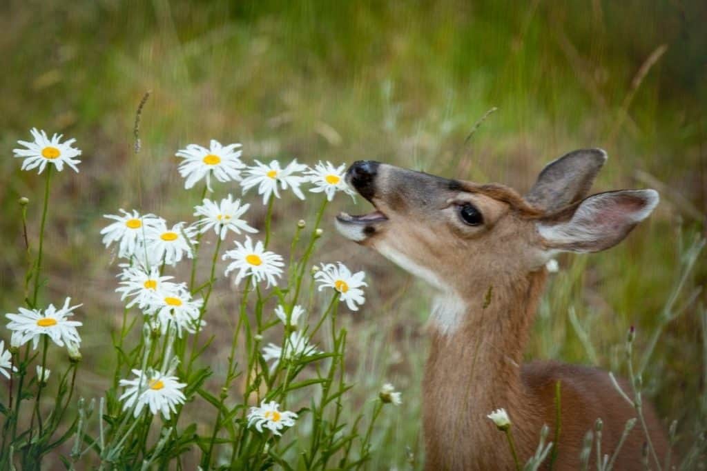 What To Feed Deer In Your Backyard Safe _ Healthy Options (1)