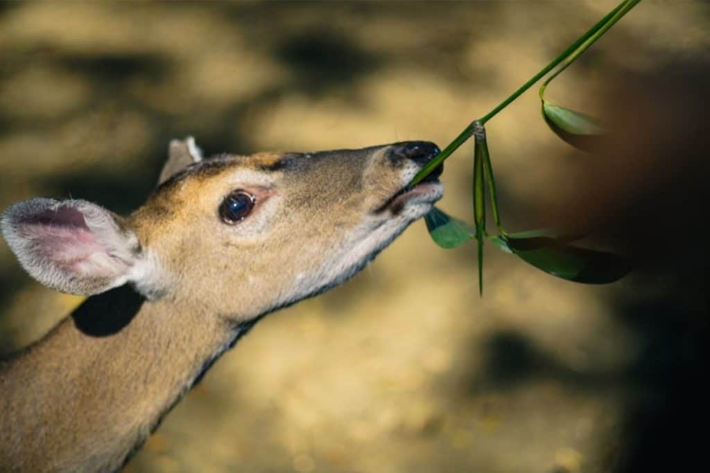 What To Feed Deer In Your Backyard Safe _ Healthy Options