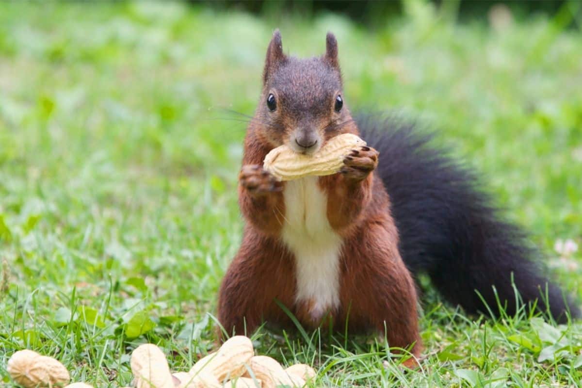 What can you feed squirrels in your backyard 10 safe options!